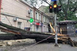 В Одессе ураган сломал 53 дерева и травмировал женщину - фото