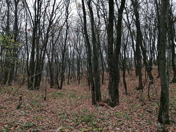 Плоский лес, Сватовский район, Сватово